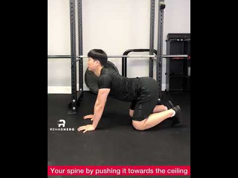 Acute Back Pain Exercise – Cat Camel