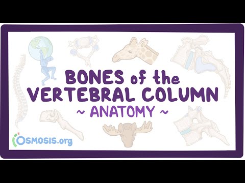 Bones of the vertebral column: Anatomy