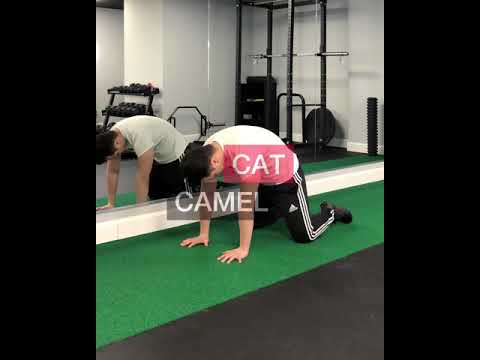 Cat Camel – Spine Mobility Exercise