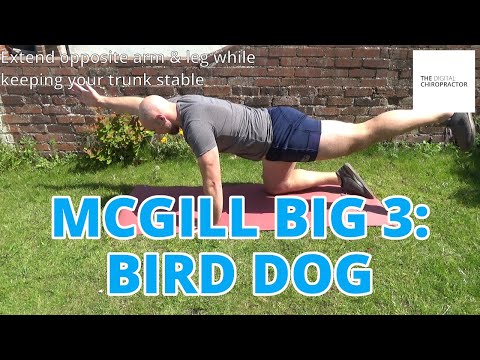How to do a Bird Dog (Stuart McGill Big 3)