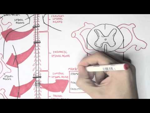 Neurology – Spinal Cord Introduction