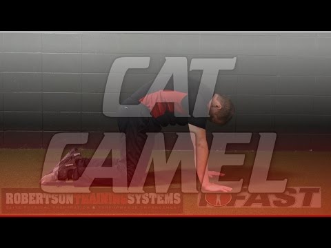 RTS Coaching: The Cat-Camel
