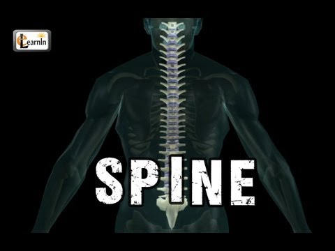 Spine or Vertebral column | Spine bones joints | Human Spine Anatomy 3D animation | Elearnin